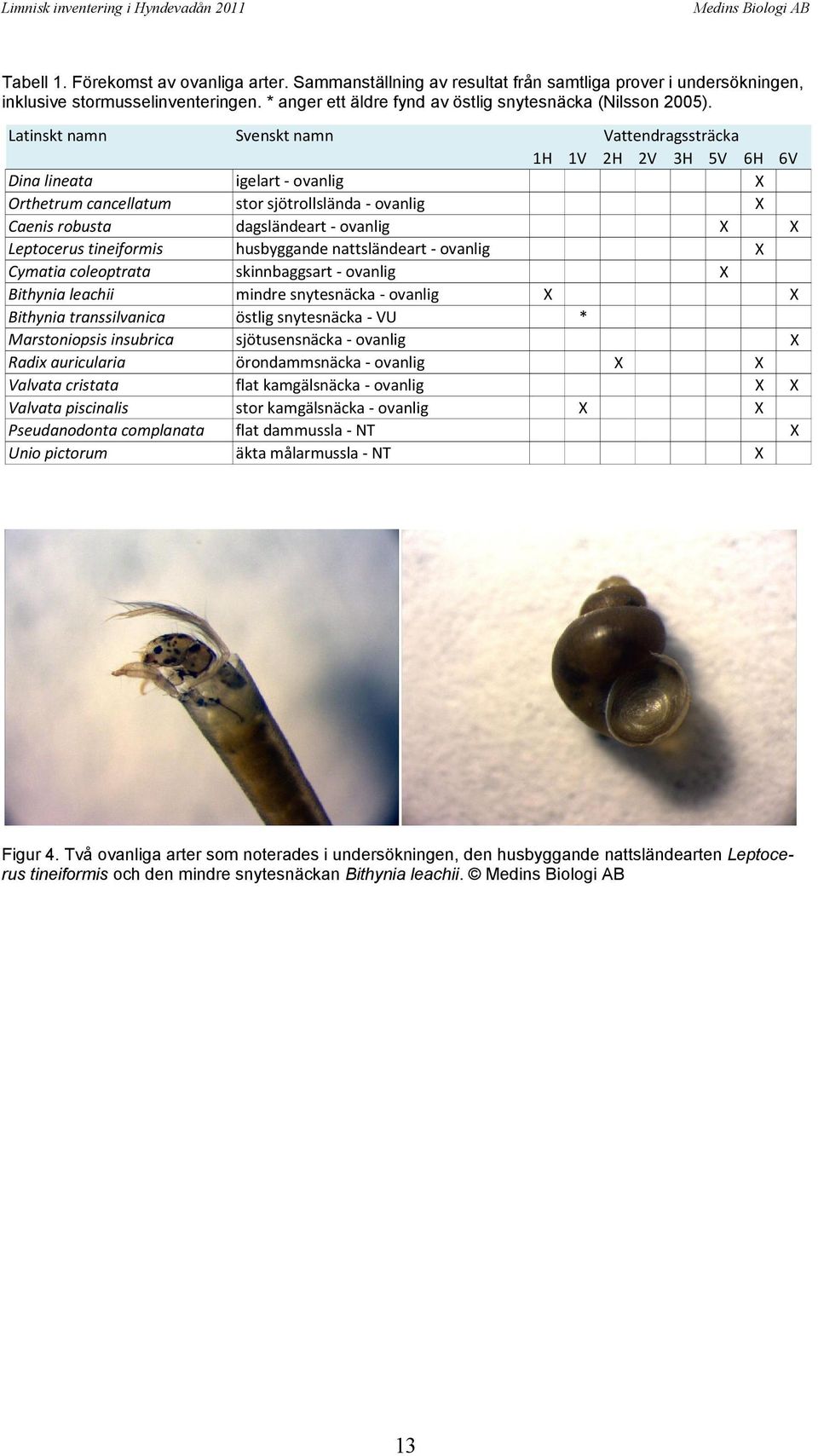 Latinskt namn Svenskt namn Vattendragssträcka 1H 1V 2H 2V 3H 5V 6H 6V Dina lineata igelart - ovanlig X Orthetrum cancellatum stor sjötrollslända - ovanlig X Caenis robusta dagsländeart - ovanlig X X