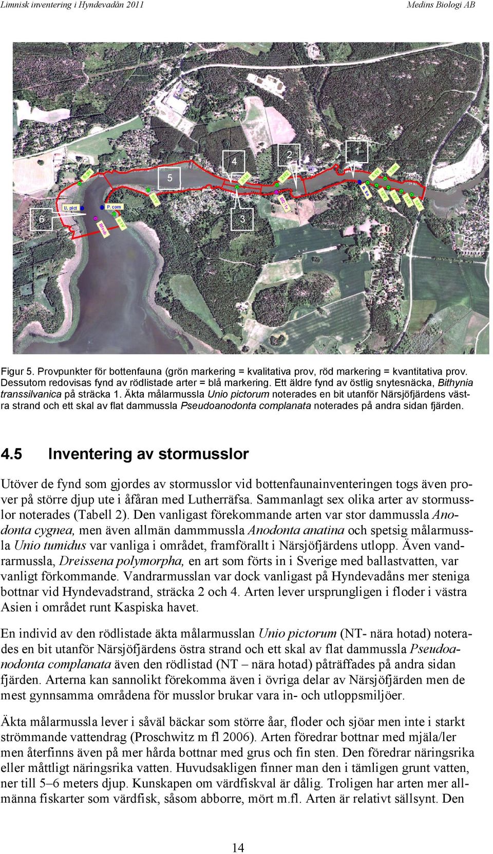 Äkta målarmussla Unio pictorum noterades en bit utanför Närsjöfjärdens västra strand och ett skal av flat dammussla Pseudoanodonta complanata noterades på andra sidan fjärden. 4.