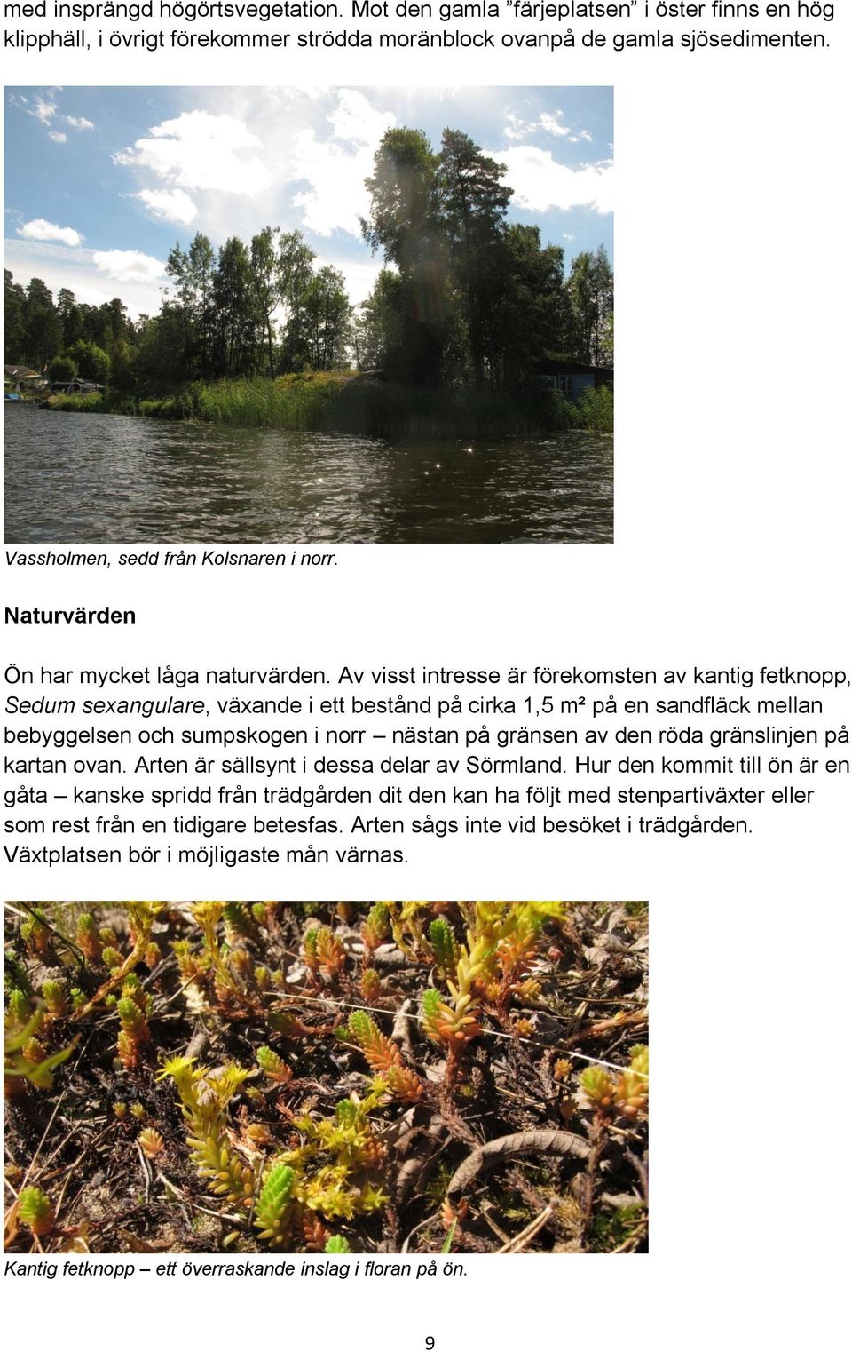 Av visst intresse är förekomsten av kantig fetknopp, Sedum sexangulare, växande i ett bestånd på cirka 1,5 m² på en sandfläck mellan bebyggelsen och sumpskogen i norr nästan på gränsen av den röda