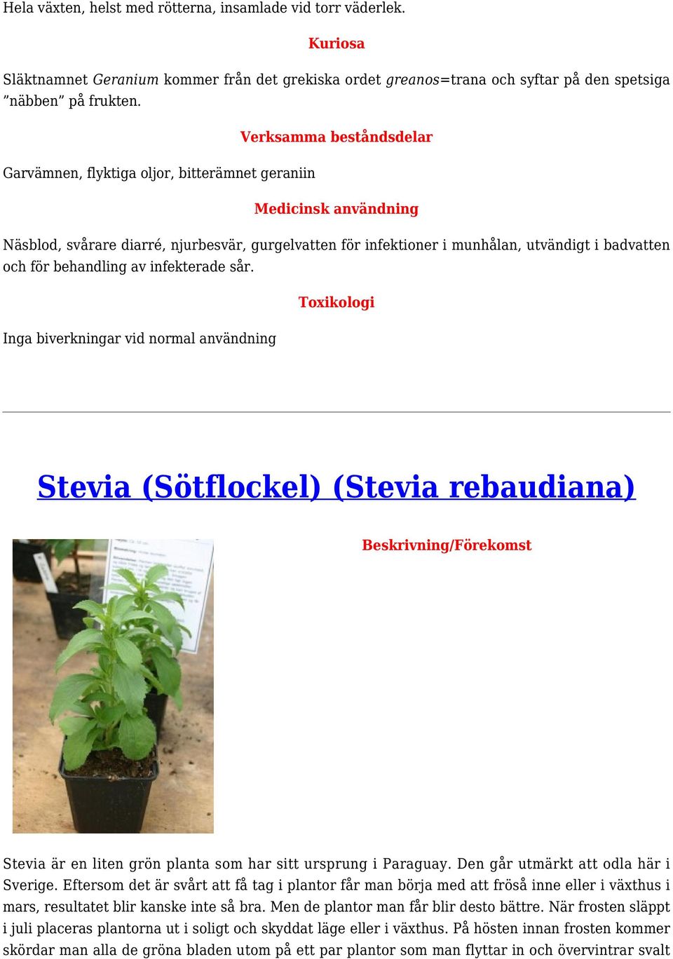 Inga biverkningar vid normal användning Stevia (Sötflockel) (Stevia rebaudiana) / Stevia är en liten grön planta som har sitt ursprung i Paraguay. Den går utmärkt att odla här i Sverige.