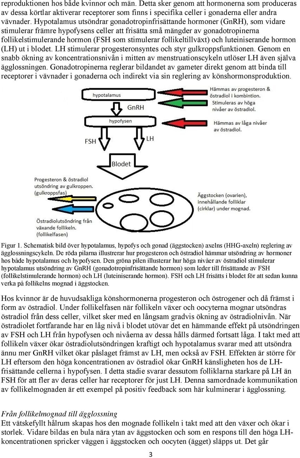 stimulerar follikeltillväxt) och luteiniserande hormon (LH) ut i blodet. LH stimulerar progesteronsyntes och styr gulkroppsfunktionen.