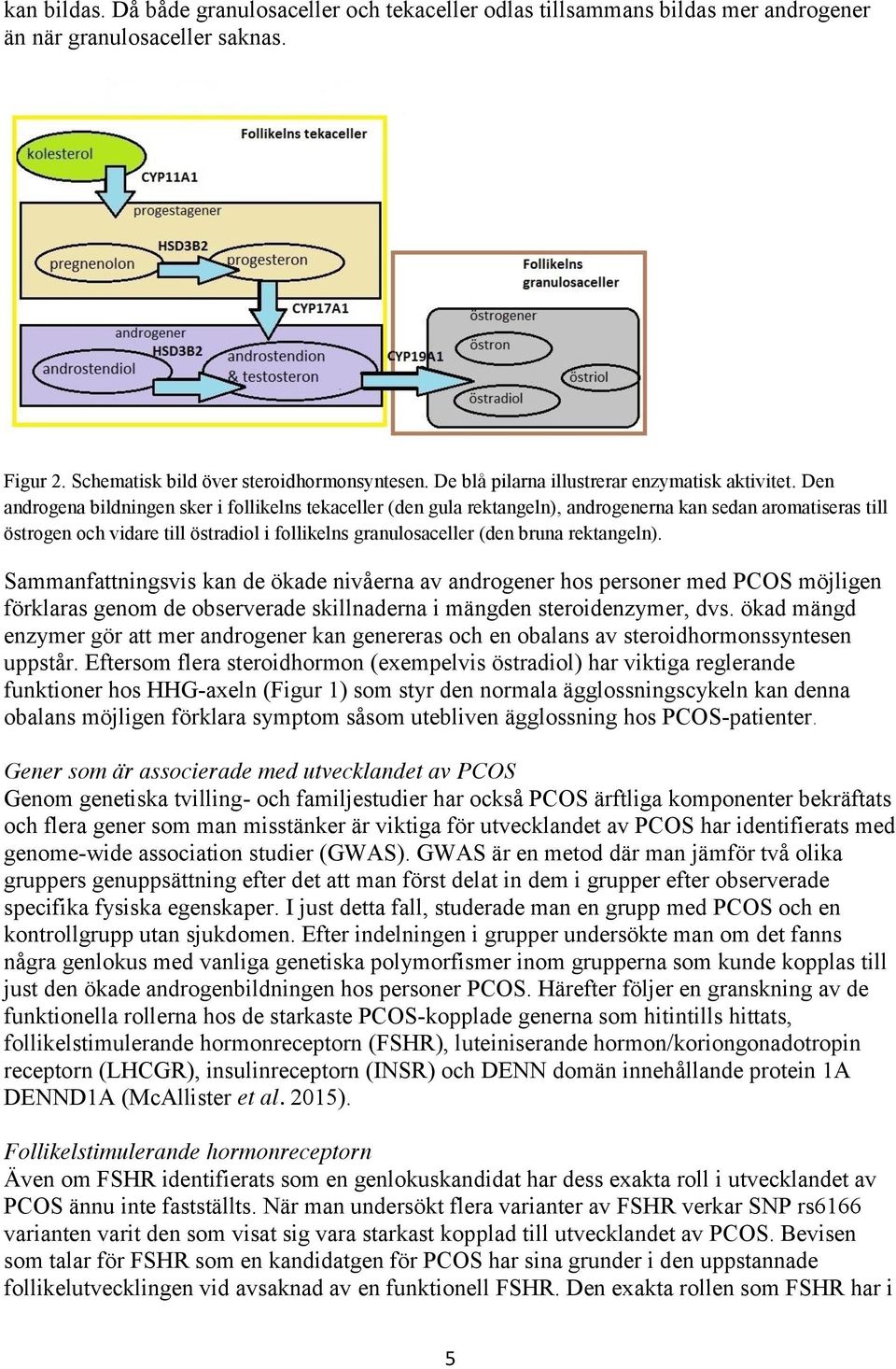 Den androgena bildningen sker i follikelns tekaceller (den gula rektangeln), androgenerna kan sedan aromatiseras till östrogen och vidare till östradiol i follikelns granulosaceller (den bruna