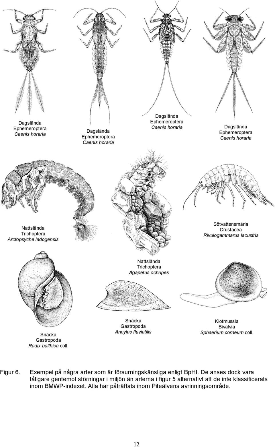 Snäcka Gastropoda Ancylus fluviatilis Klotmussla Bivalvia Sphaerium corneum coll. Figur 6. Exempel på några arter som är försurningskänsliga enligt BpHI.