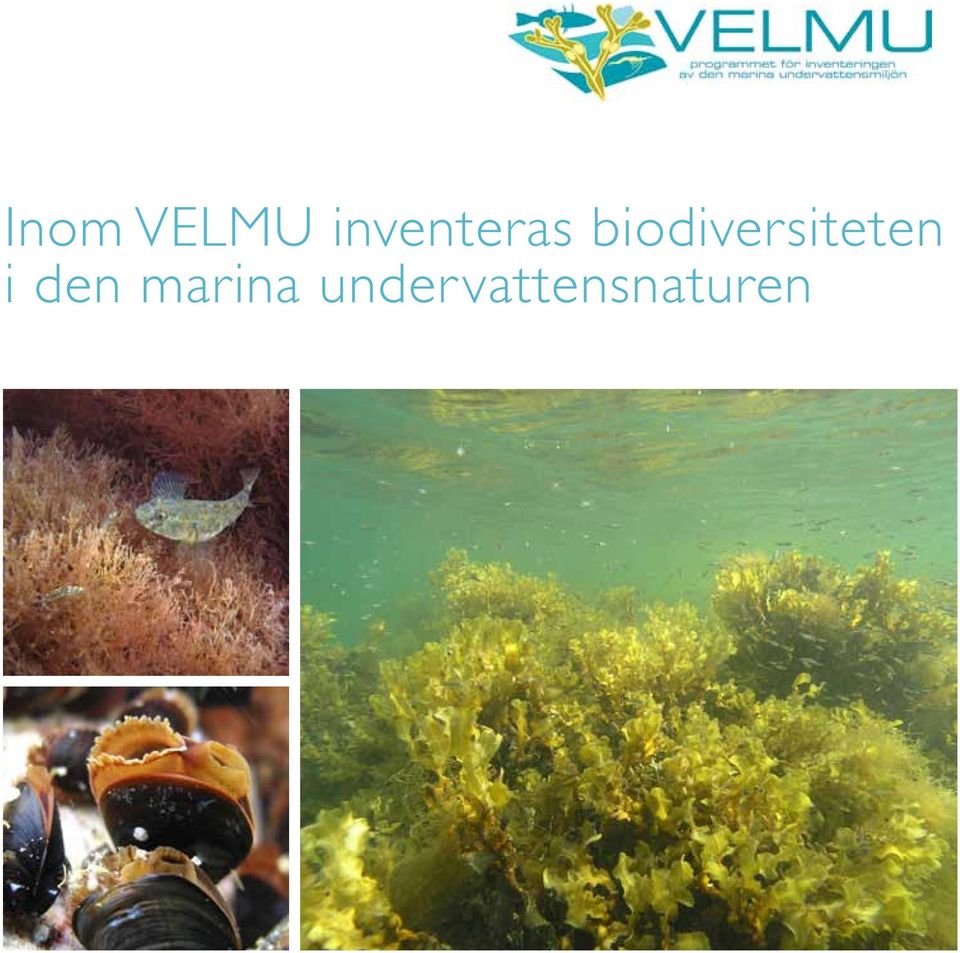 biodiversiteten i