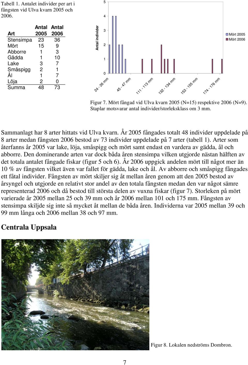 153-155 mm 174-176 mm Mört 2005 Mört 2006 Figur 7. Mört fångad vid Ulva kvarn 2005 (N=15) respektive 2006 (N=9). Staplar motsvarar antal individer/storleksklass om 3 mm.