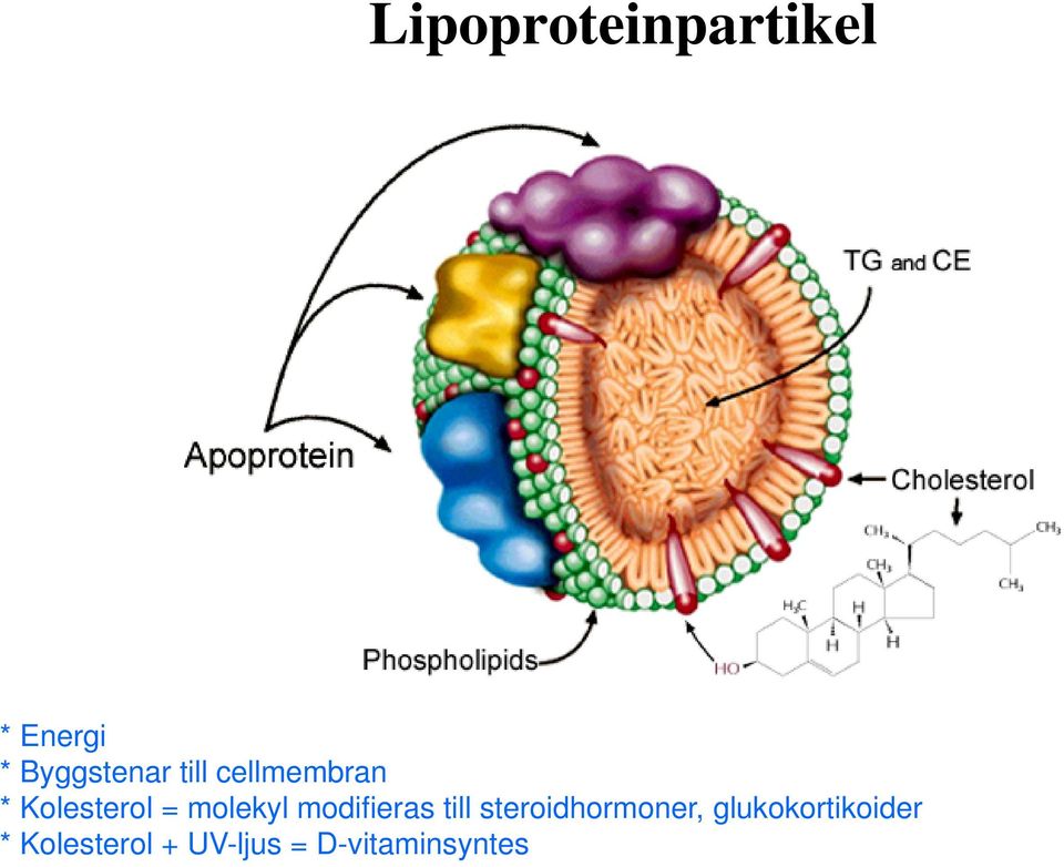 modifieras till steroidhormoner,