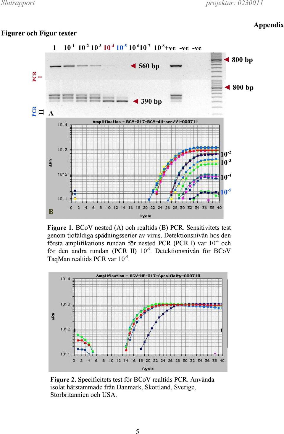 Detektionsnivån hos den första amplifikations rundan för nested PCR (PCR I) var 10-4 och för den andra rundan (PCR II) 10-5.