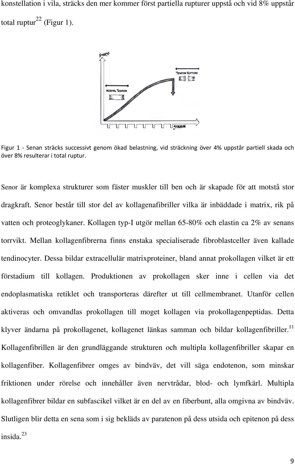 Senor är komplexa strukturer som fäster muskler till ben och är skapade för att motstå stor dragkraft.