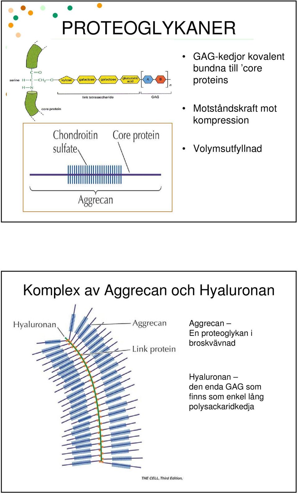 Aggrecan och Hyaluronan Aggrecan En proteoglykan i