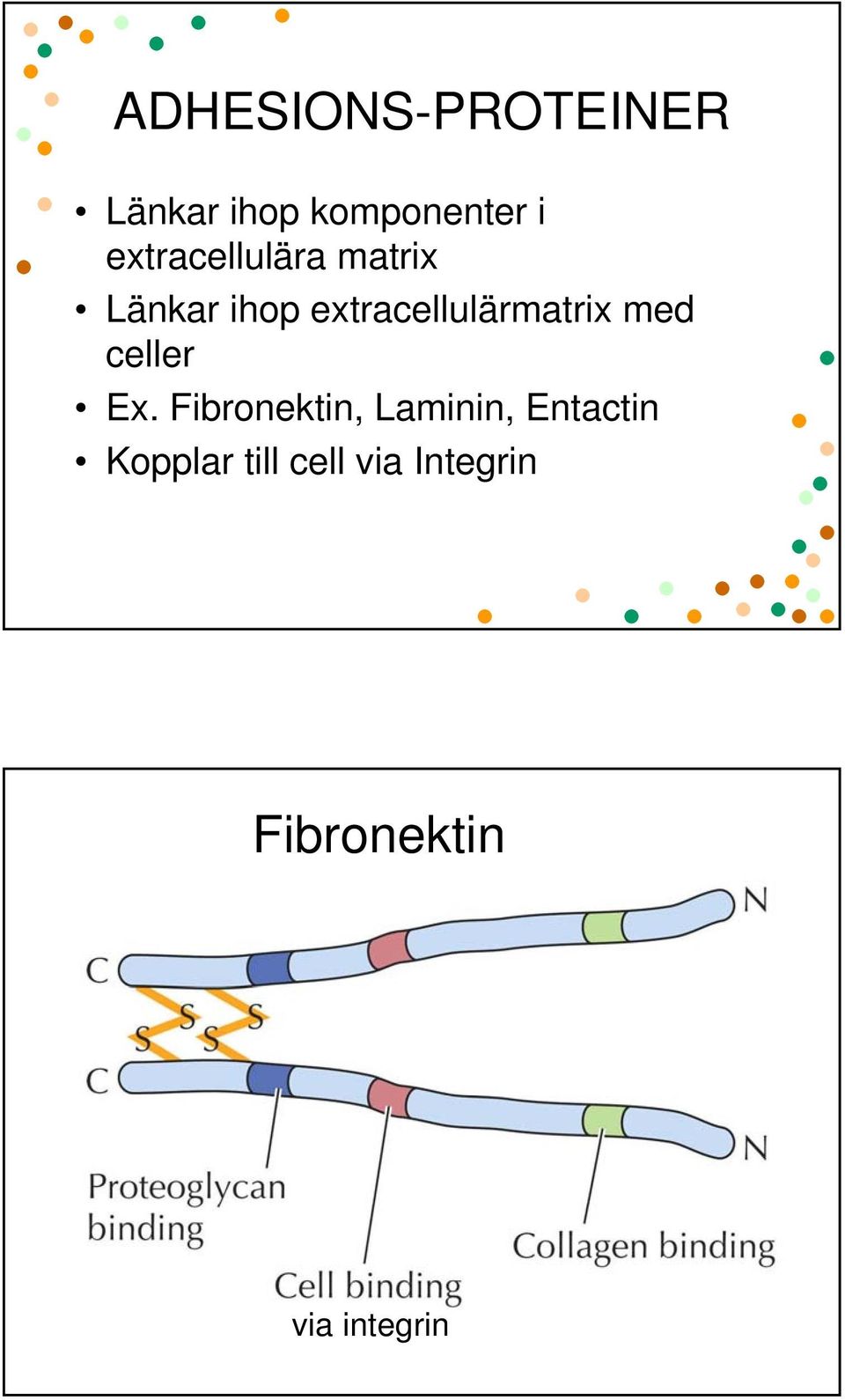 extracellulärmatrix med celler Ex.