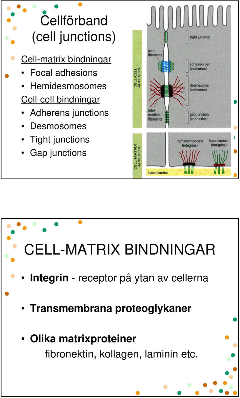 junctions Gap junctions CELL-MATRIX BINDNINGAR Integrin - receptor på ytan av