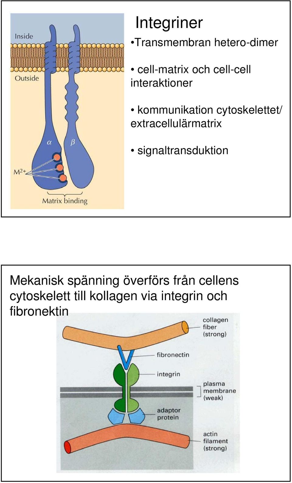 extracellulärmatrix signaltransduktion Mekanisk spänning