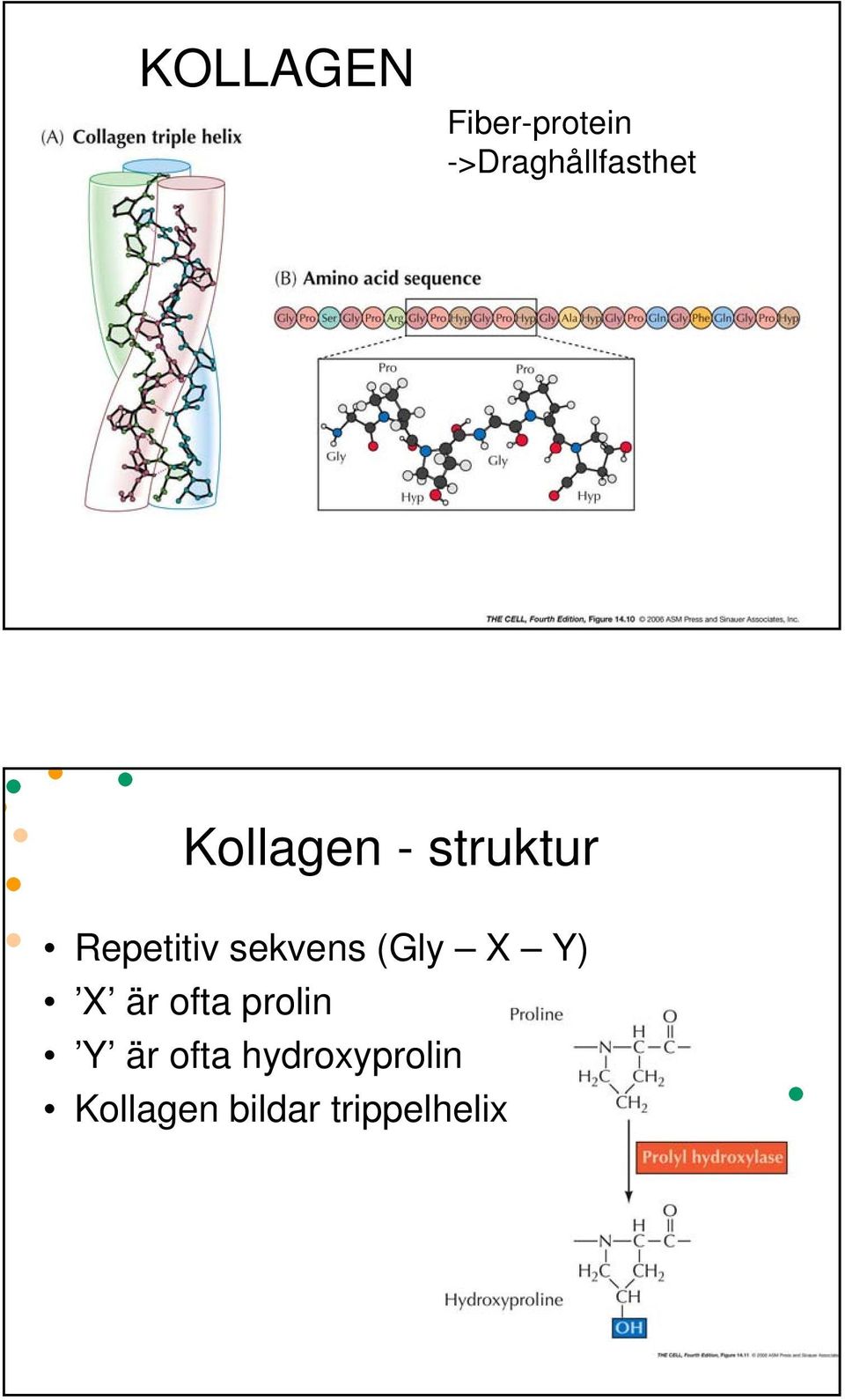 Repetitiv sekvens (Gly X Y) X är ofta