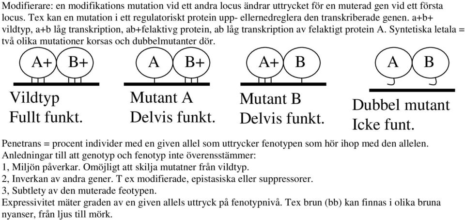 Syntetiska letala = två olika mutationer korsas och dubbelmutanter dör. A+ B+ A B+ A+ B A B Vildtyp Fullt funkt. Mutant A Delvis funkt. Mutant B Delvis funkt. Dubbel mutant Icke funt.