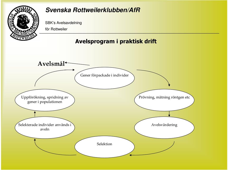 gener i populationen Prövning, mätning röntgen etc