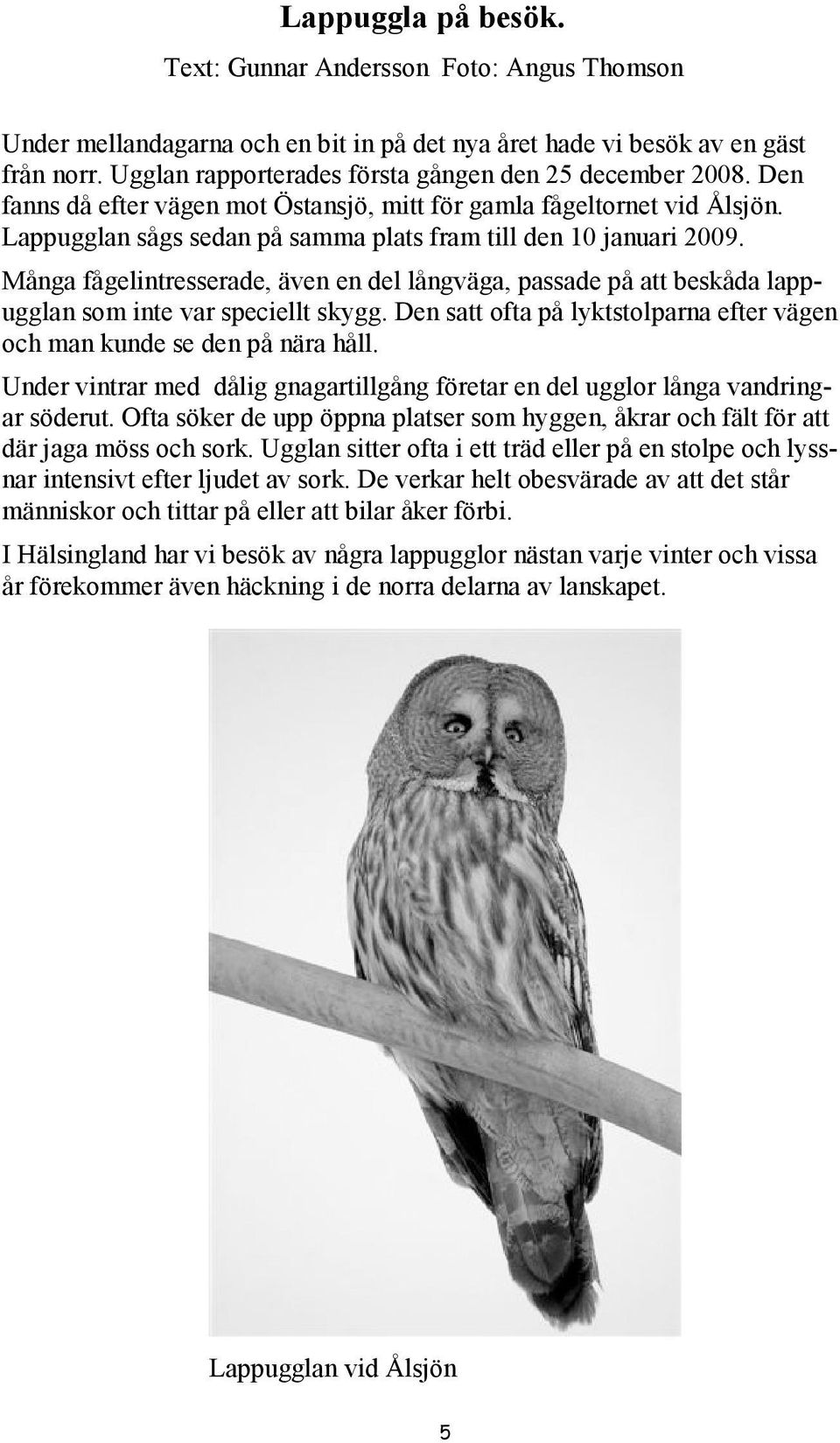 Lappugglan sågs sedan på samma plats fram till den 10 januari 2009. Många fågelintresserade, även en del långväga, passade på att beskåda lappugglan som inte var speciellt skygg.