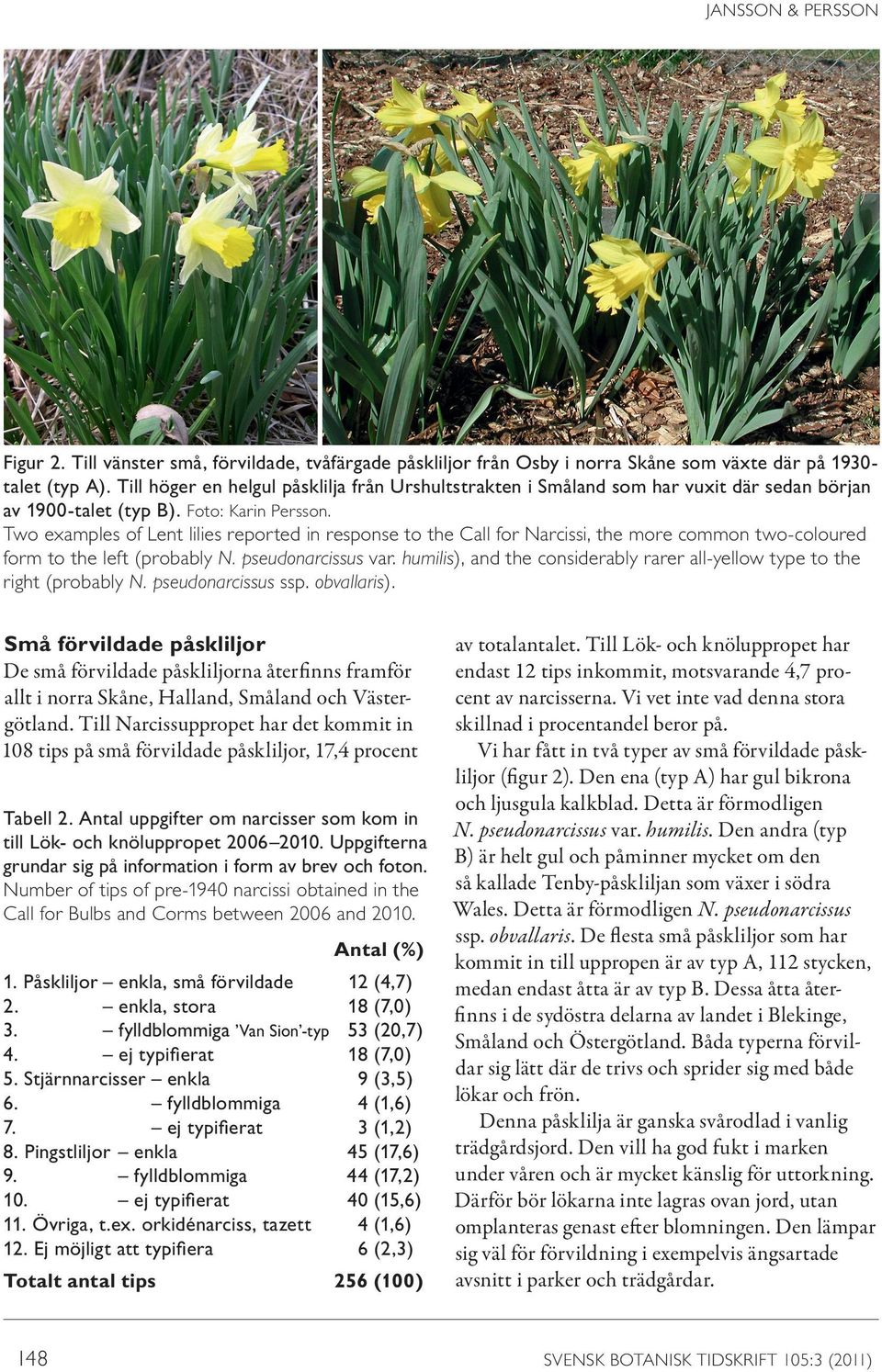 Two examples of Lent lilies reported in response to the Call for Narcissi, the more common two-coloured form to the left (probably N. pseudonarcissus var.