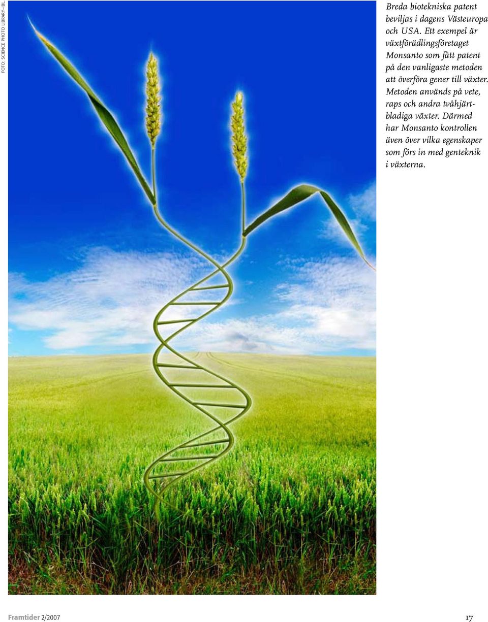 överföra gener till växter. Metoden används på vete, raps och andra tvåhjärtbladiga växter.