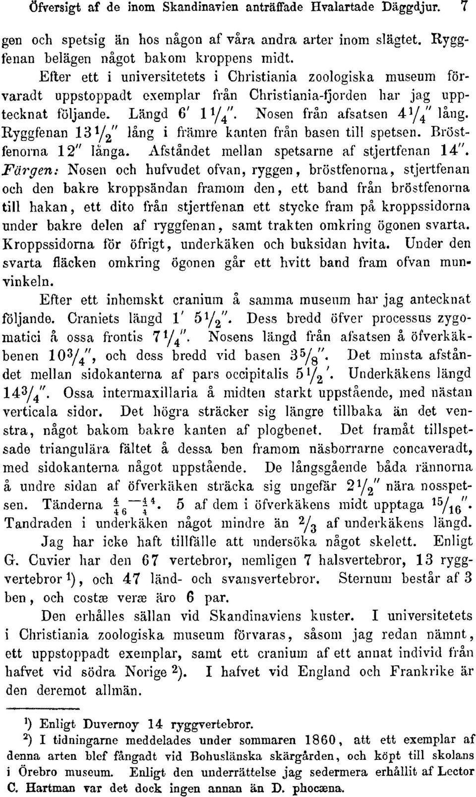 Ryggfenan \'i^l"l' läng i främre kanten frän basen tili spetsen. Bröstfenorna 12" länga. Afständet mellan spetsarne af stjertfenan 14".