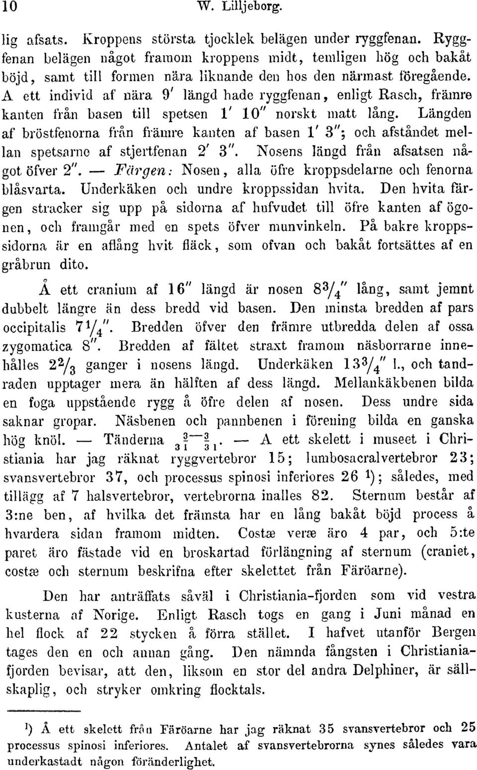 A ett individ af nära 9' längd hade ryggfenan enligtrasch främre kanten frän basen tili spetsen 1' 10" norskt matt läng.