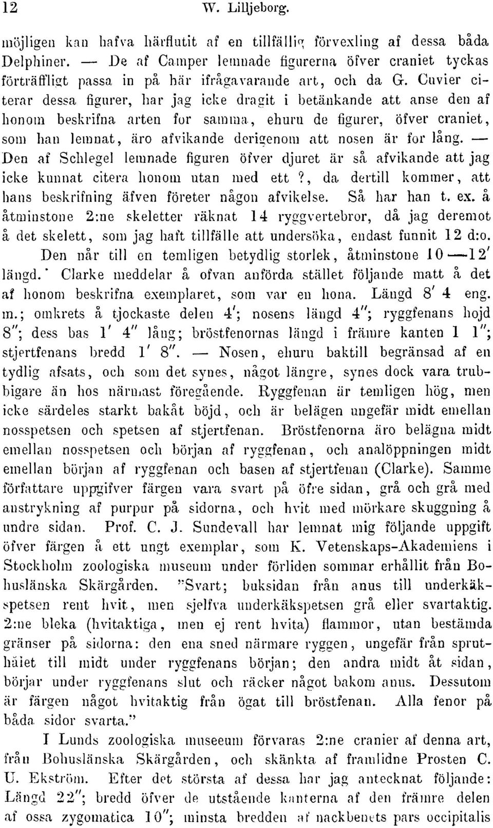 Cuvier citerar dessa figurer har jag icke dragit i betänkande att anse den af honom beskrifna arten for samma ehuru de figiireröfver craniet som han lemnat äro afvikande derigenom att nosen är for