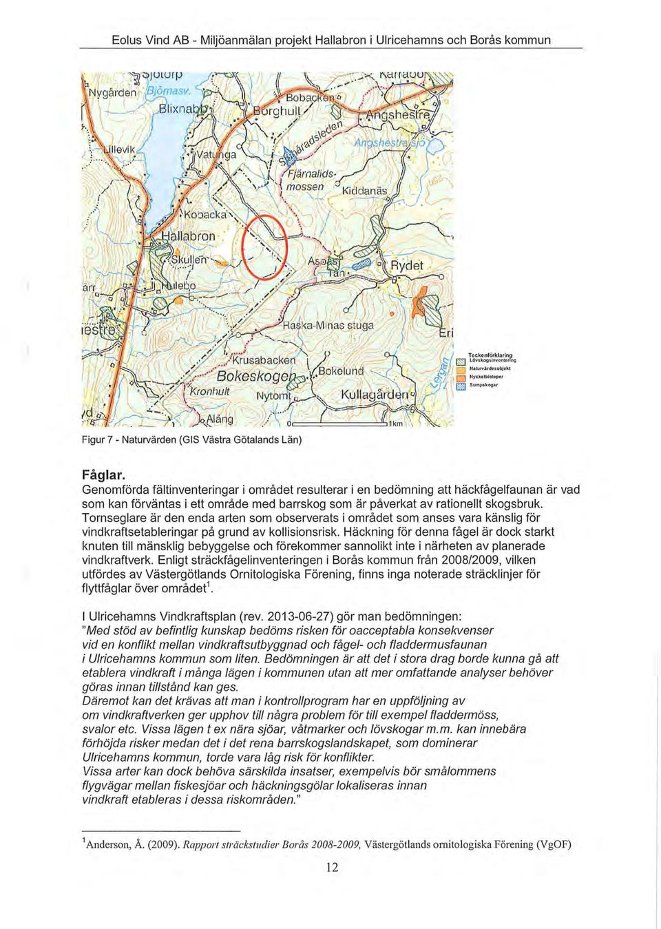 Tornseglare är den enda arten som observerats i området som anses vara känslig för vindkraftsetableringar på grund av kollisionsrisk.