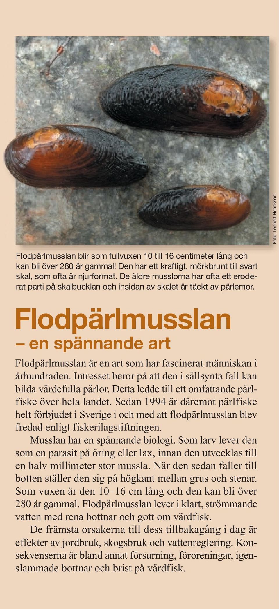 Flodpärlmusslan en spännande art Flodpärlmusslan är en art som har fascinerat människan i århundraden. Intresset beror på att den i sällsynta fall kan bilda värdefulla pärlor.