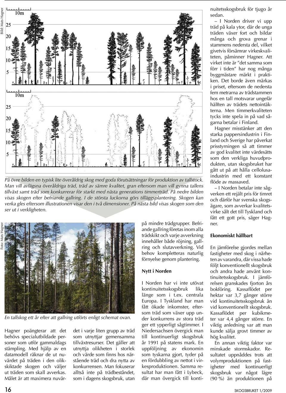 På nedre bilden visas skogen efter befriande gallring. I de största luckorna görs tilläggsplantering. Skogen kan verka gles eftersom illustrationen visar den i två dimensioner.