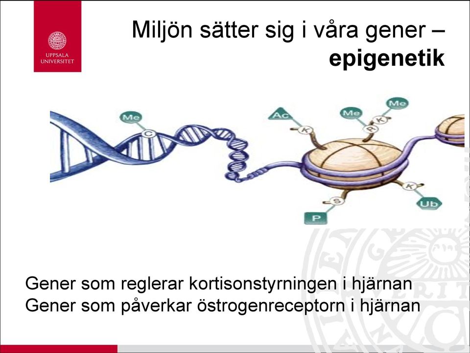 kortisonstyrningen i hjärnan