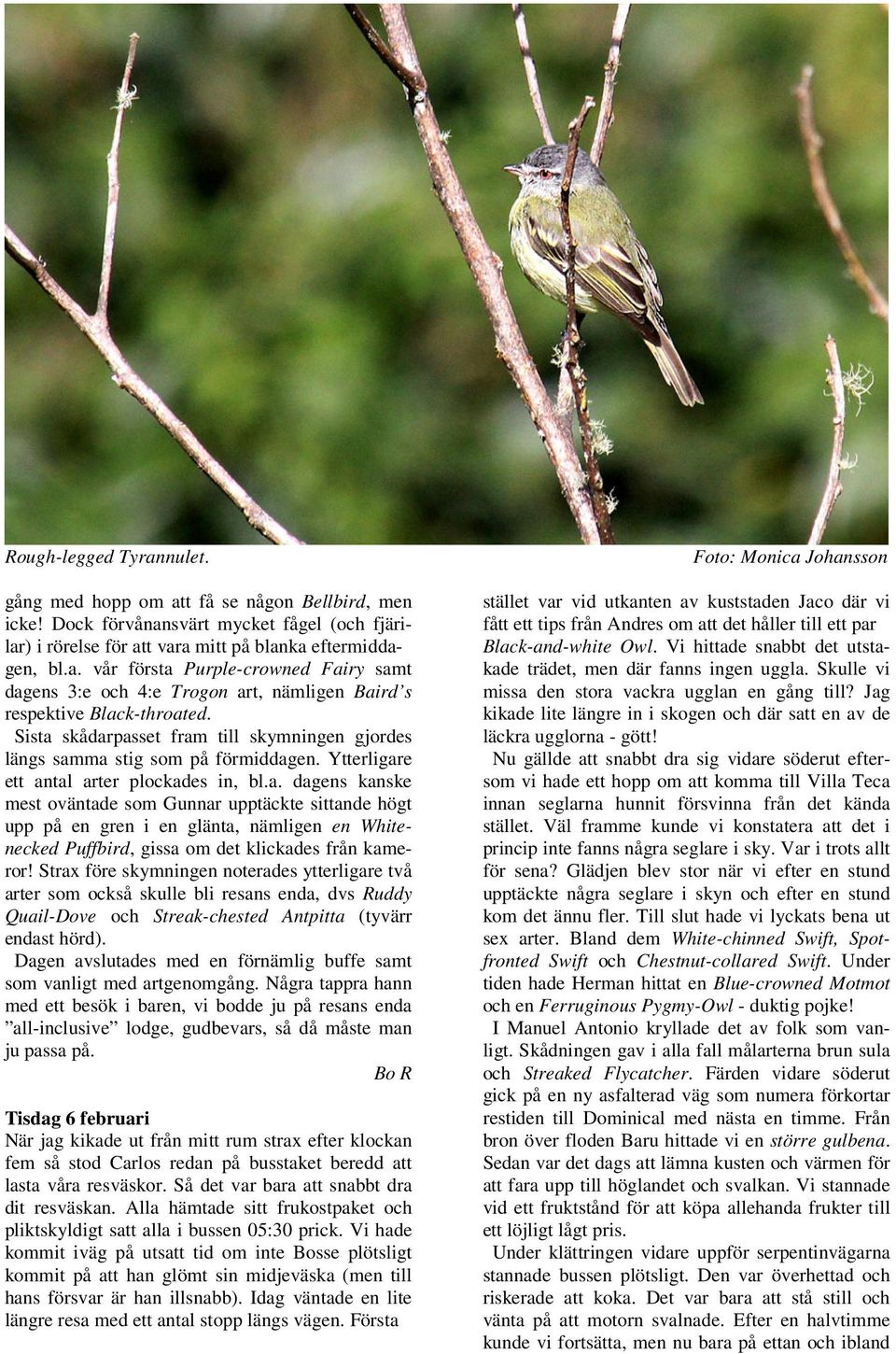 Strax före skymningen noterades ytterligare två arter som också skulle bli resans enda, dvs Ruddy Quail-Dove och Streak-chested Antpitta (tyvärr endast hörd).