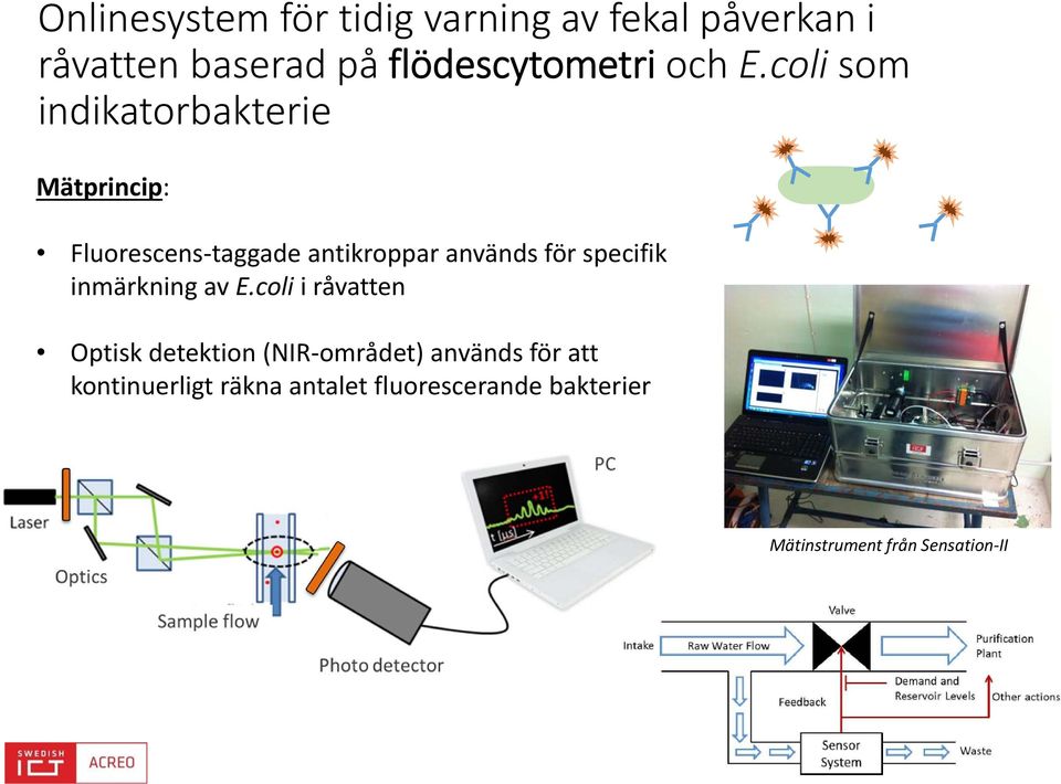 coli som indikatorbakterie Mätprincip: Fluorescens taggade antikroppar används för