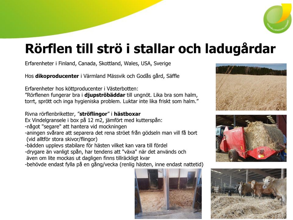 Rivna rörflenbriketter, ströflingor i hästboxar Ex Vindelgransele i box på 12 m2, jämfört med kutterspån: -något "segare" att hantera vid mockningen -aningen svårare att separera det rena ströet från