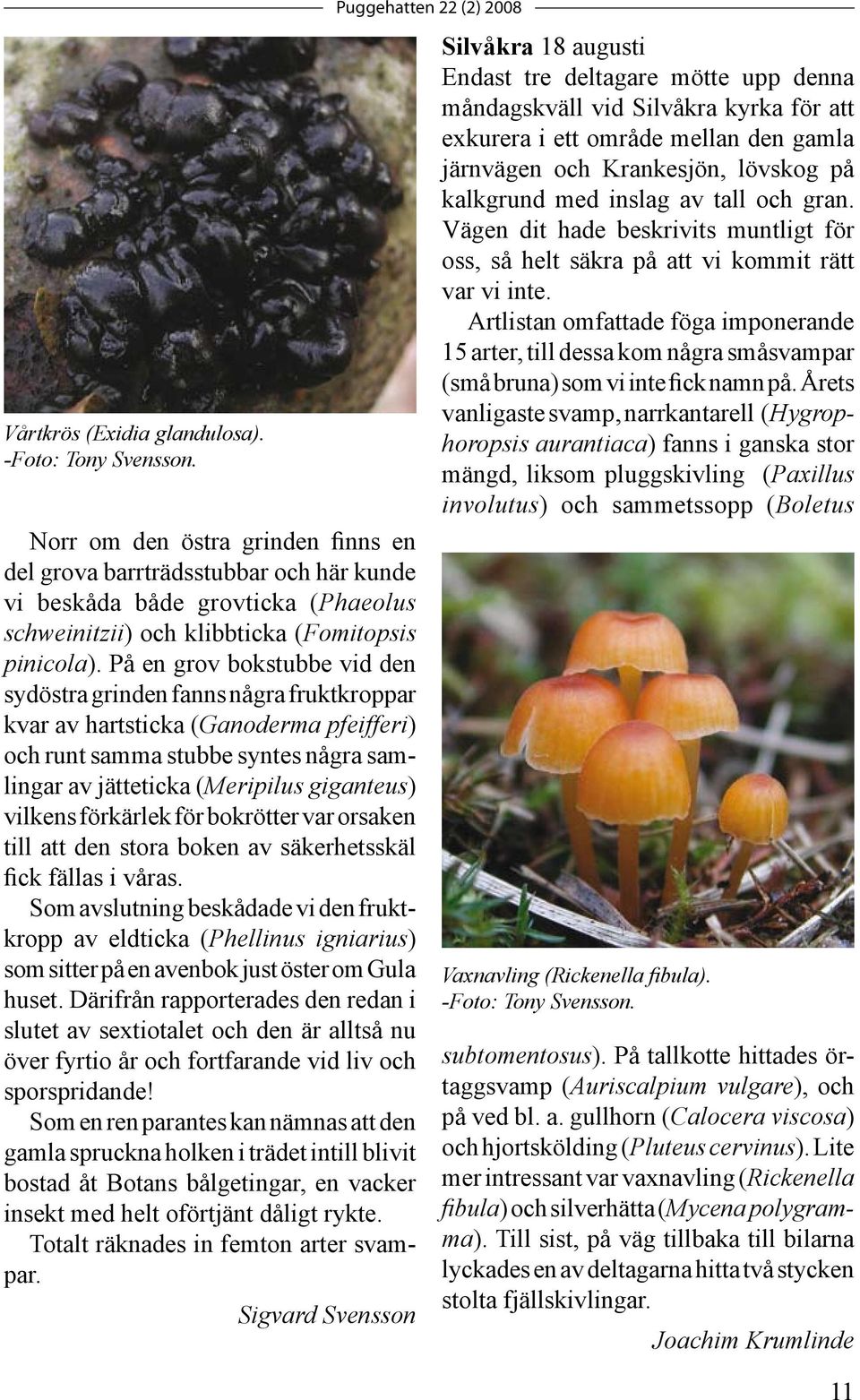 På en grov bokstubbe vid den sydöstra grinden fanns några fruktkroppar kvar av hartsticka (Ganoderma pfeifferi) och runt samma stubbe syntes några samlingar av jätteticka (Meripilus giganteus)