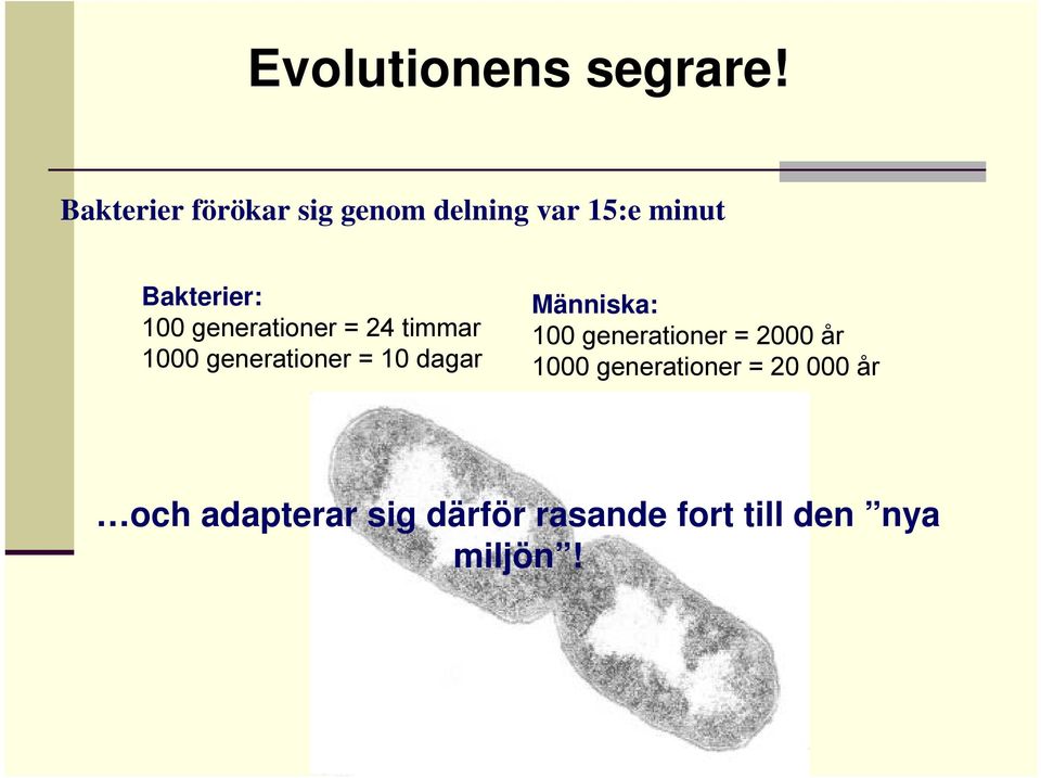 generationer = 24 timmar 1000 generationer = 10 dagar Människa: