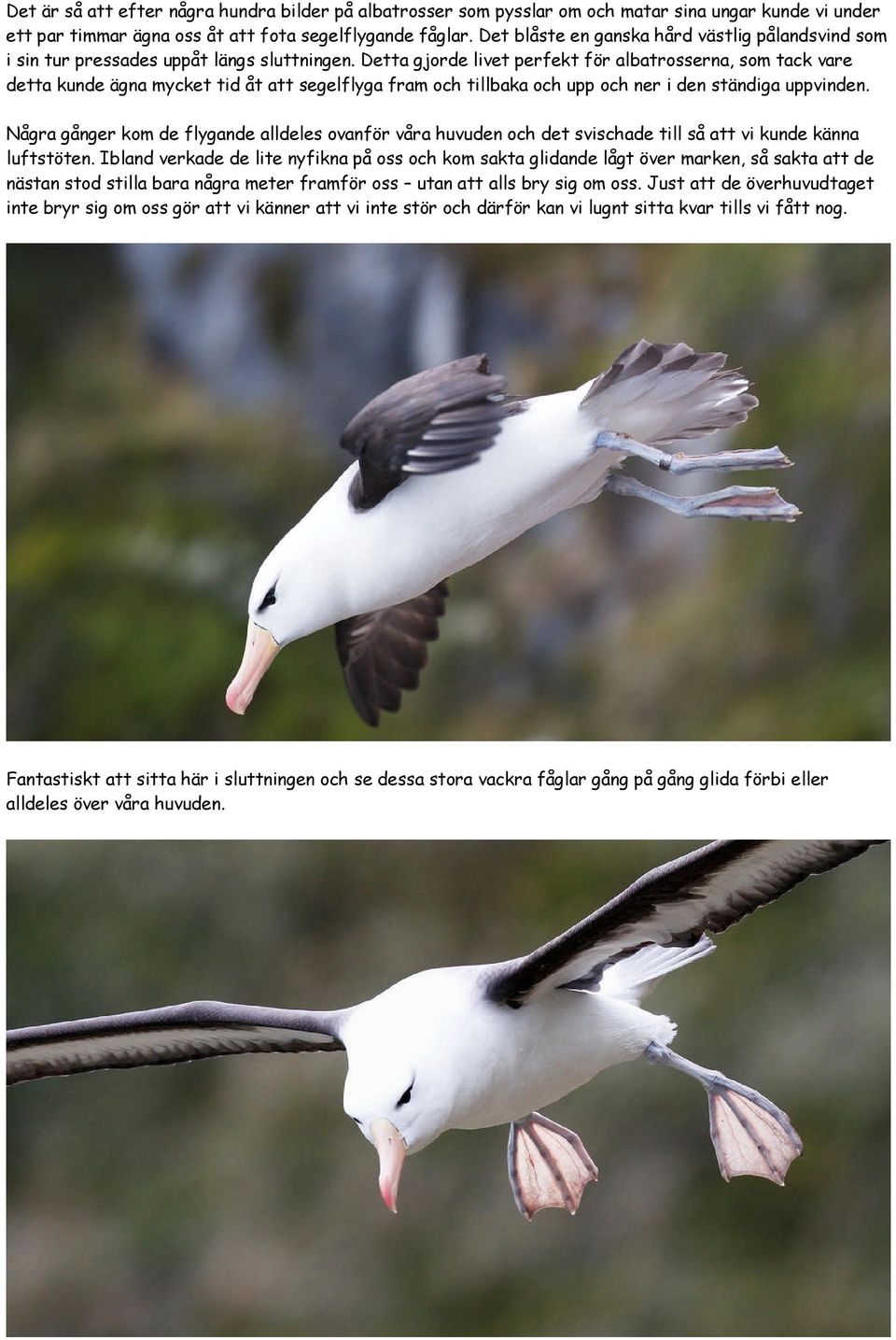 Detta gjorde livet perfekt för albatrosserna, som tack vare detta kunde ägna mycket tid åt att segelflyga fram och tillbaka och upp och ner i den ständiga uppvinden.