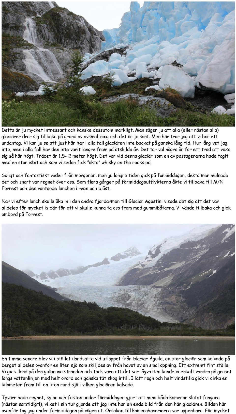 Hur lång vet jag inte, men i alla fall har den inte varit längre fram på åtskilda år. Det tar väl några år för ett träd att växa sig så här högt. Trädet är 1,5-2 meter högt.