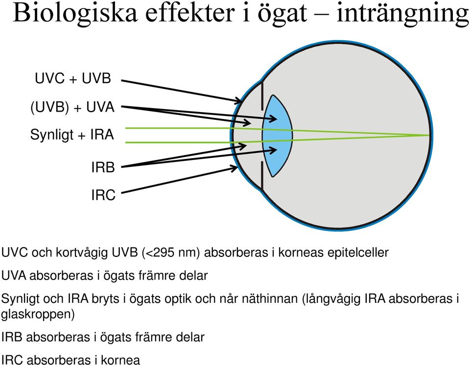 ögats främre delar Synligt och IRA bryts i ögats optik och når näthinnan (långvågig