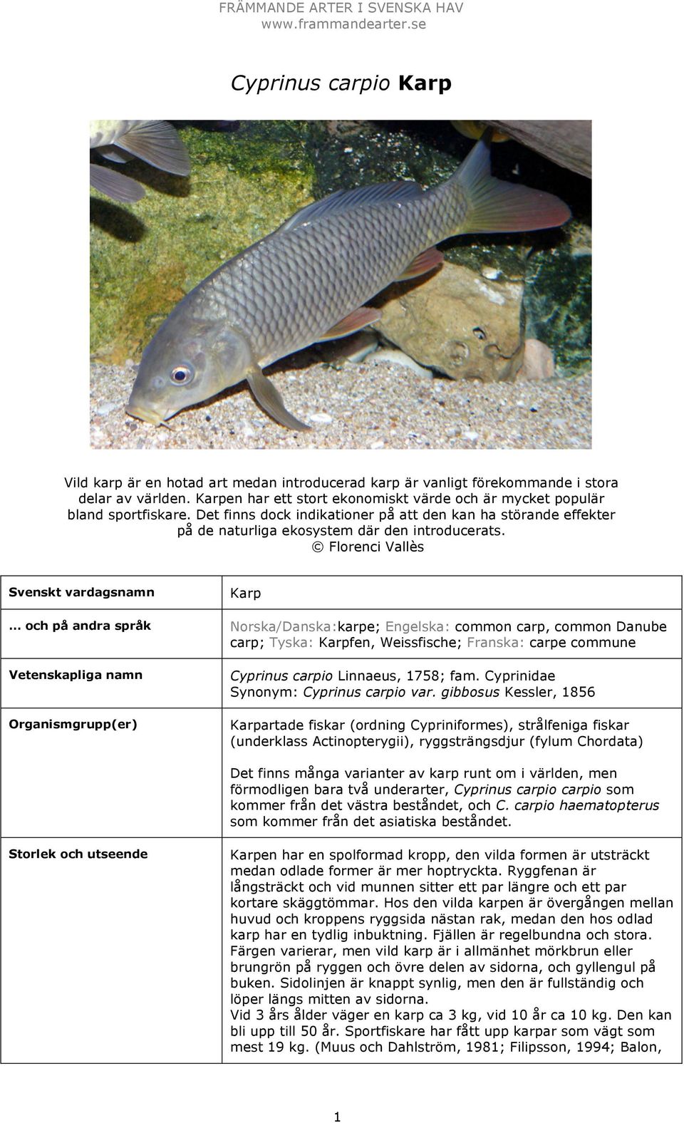 Florenci Vallès Svenskt vardagsnamn och på andra språk Vetenskapliga namn Organismgrupp(er) Karp Norska/Danska:karpe; Engelska: common carp, common Danube carp; Tyska: Karpfen, Weissfische; Franska: