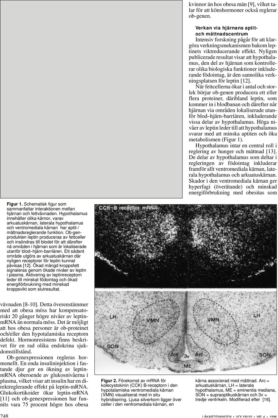 Nyligen publicerade resultat visar att hypothalamus, den del av hjärnan som kontrollerar olika biologiska funktioner inkluderande födointag, är den sannolika verkningsplatsen för leptin [12].