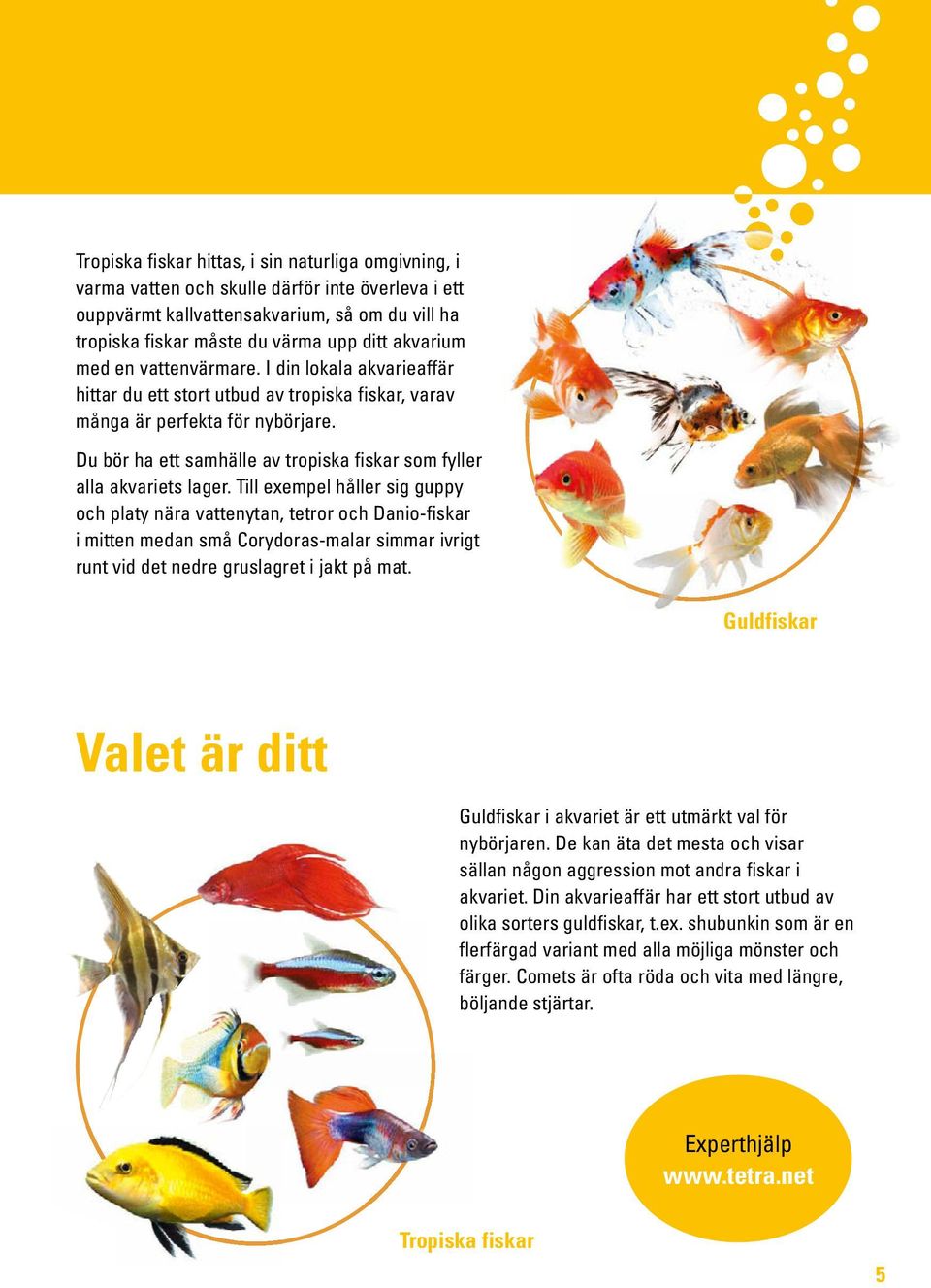 Du bör ha ett samhälle av tropiska fiskar som fyller alla akvariets lager.
