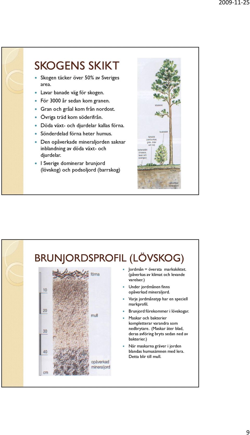 I Sverige dominerar brunjord (lövskog) och podsoljord (barrskog) BRUNJORDSPROFIL (LÖVSKOG) Jordmån = översta markskiktet. (påverkas av klimat och levande varelser.