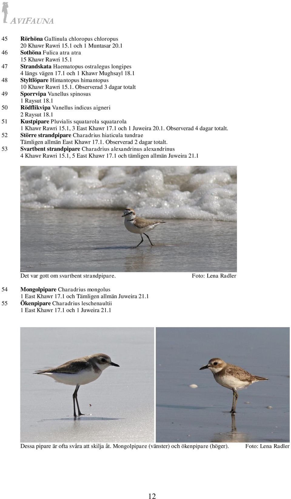 1 50 Rödflikvipa Vanellus indicus aigneri 2 Raysut 18.1 51 Kustpipare Pluvialis squatarola squatarola 1 Khawr Rawri 15.1, 3 East Khawr 17.1 och 1 Juweira 20.1. Observerad 4 dagar totalt.