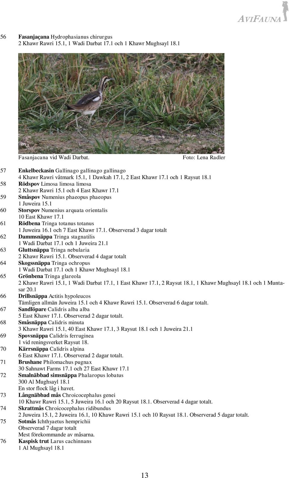 1 59 Småspov Numenius phaeopus phaeopus 1 Juweira 15.1 60 Storspov Numenius arquata orientalis 10 East Khawr 17.1 61 Rödbena Tringa totanus totanus 1 Juweira 16.1 och 7 East Khawr 17.1. Observerad 3 dagar totalt 62 Dammsnäppa Tringa stagnatilis 1 Wadi Darbat 17.