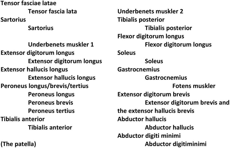 Underbenets muskler 2 Tibialis posterior Tibialis posterior Flexor digitorum longus Flexor digitorum longus Soleus Soleus Gastrocnemius Gastrocnemius Fotens