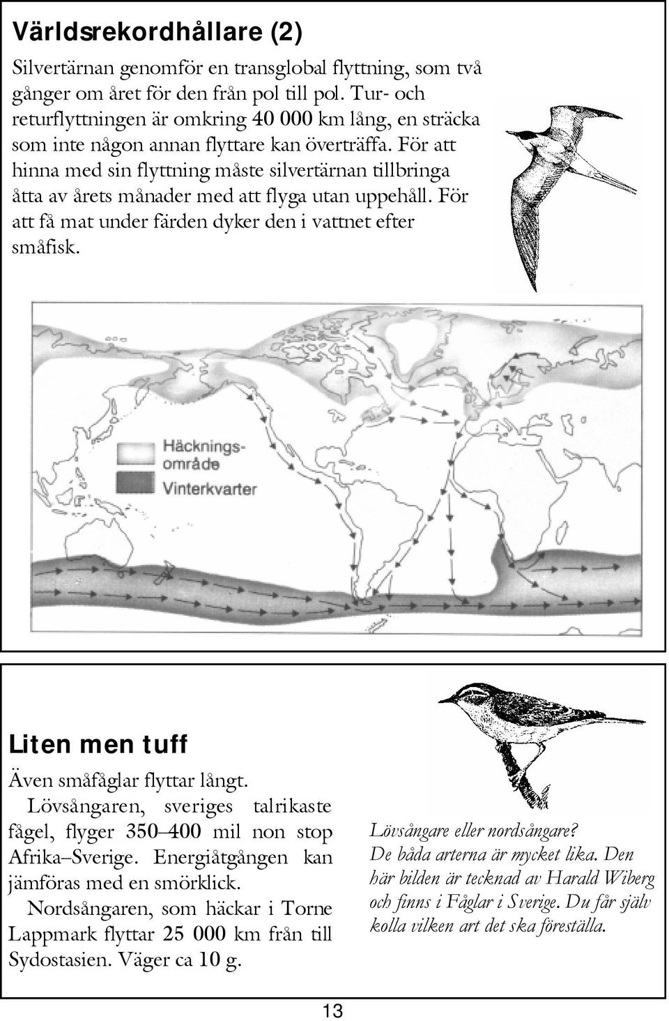 För att hinna med sin flyttning måste silvertärnan tillbringa åtta av årets månader med att flyga utan uppehåll. För att få mat under färden dyker den i vattnet efter småfisk.