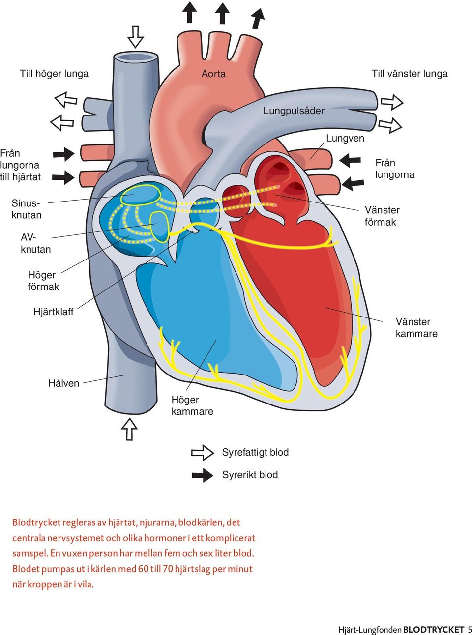 hjärtat, njurarna, blodkärlen, det centrala nervsystemet och olika hormoner i ett komplicerat samspel.