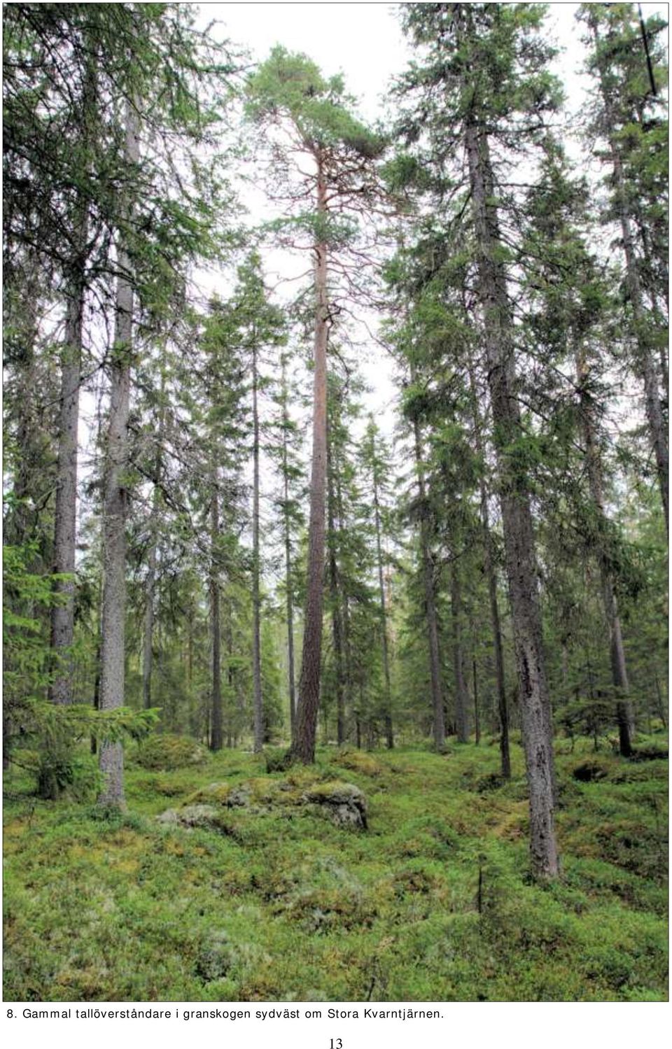 granskogen sydväst