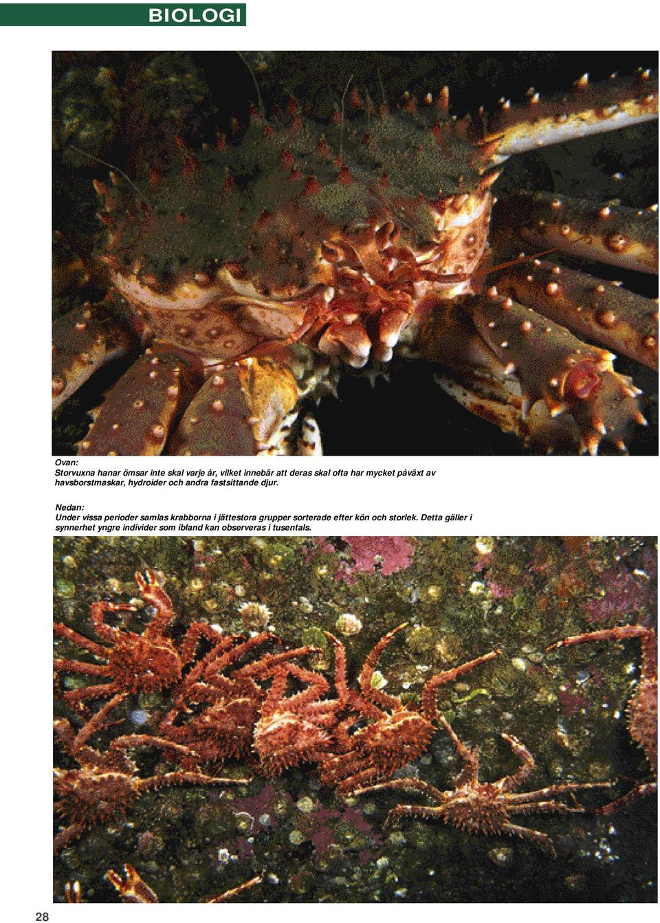 Nedan: Under vissa perioder samlas krabborna i jättestora grupper sorterade efter kön