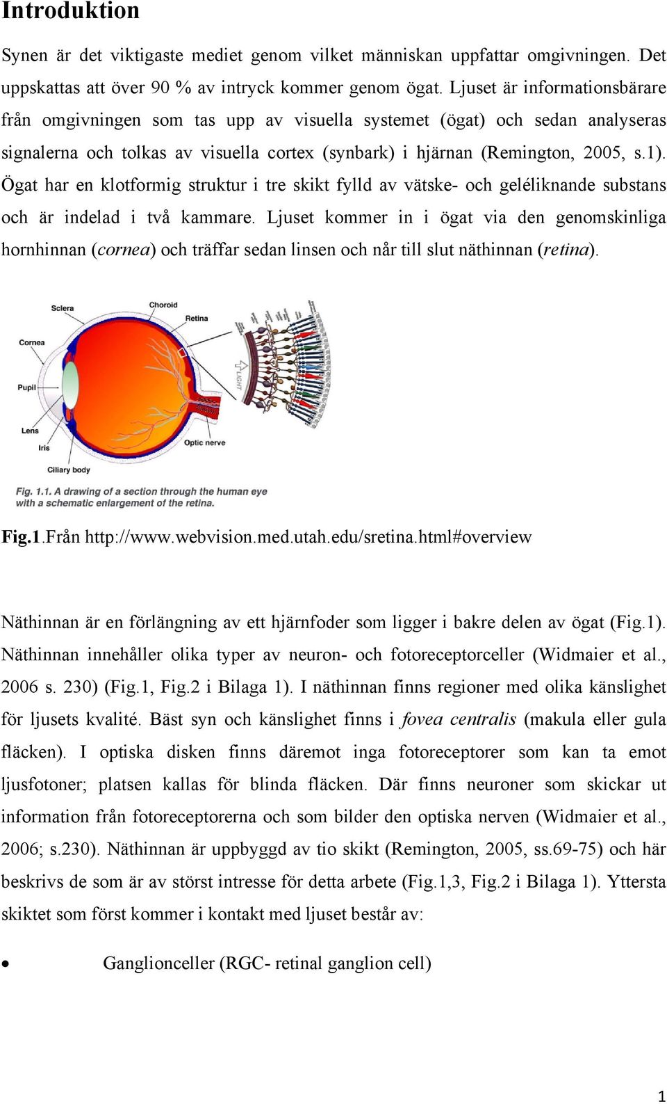 Ögat har en klotformig struktur i tre skikt fylld av vätske- och geléliknande substans och är indelad i två kammare.