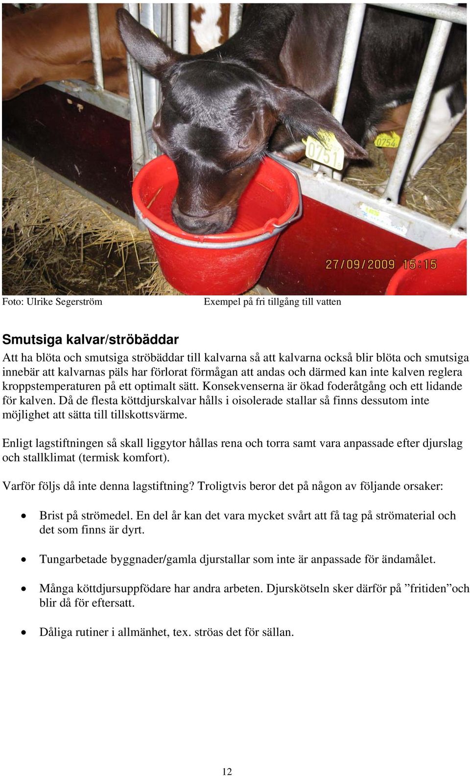 Då de flesta köttdjurskalvar hålls i oisolerade stallar så finns dessutom inte möjlighet att sätta till tillskottsvärme.